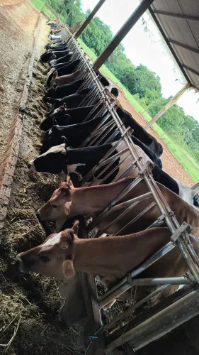 Vacas de leite