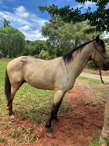 Cavalo mangalarga batida aceito proposta