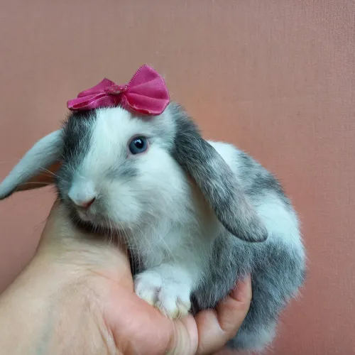 Mini Coelho Mini Lop Uruguaio