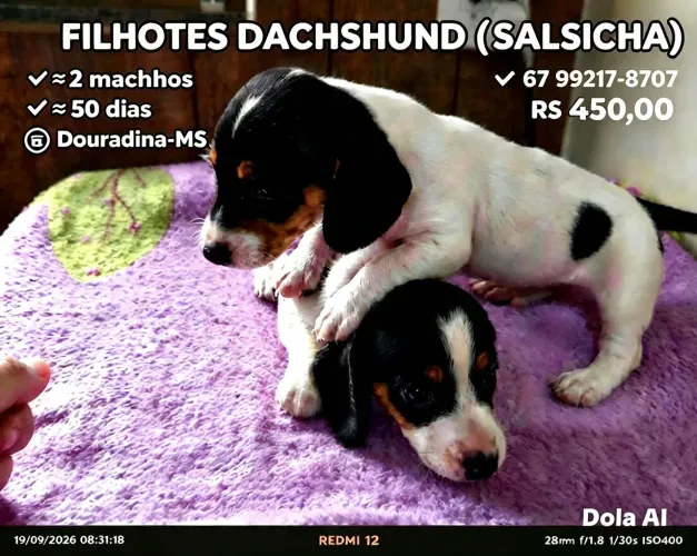 2 Filhotes machos de dachshund (salsicha)