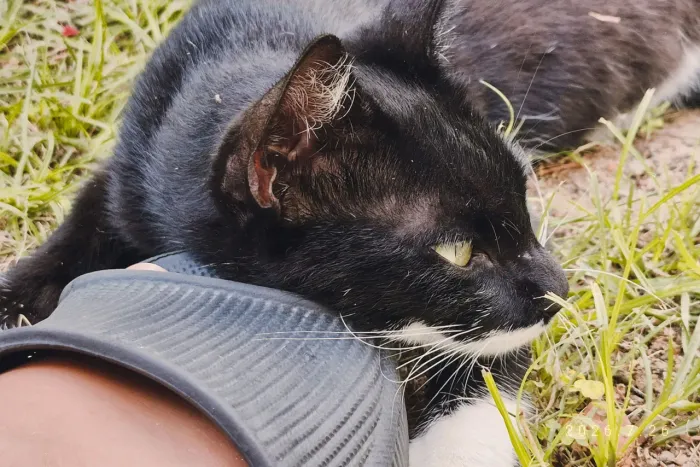Doação de gata frajola (castração facilitada)