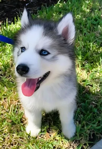 Husky siberiano A casa fica mais leve com um amigo assim