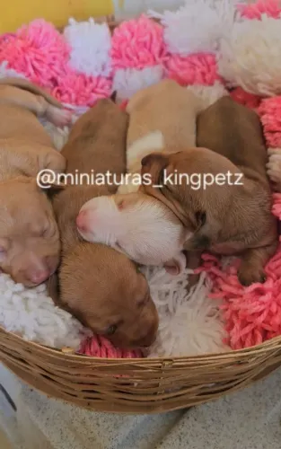 Dachshund Miniatura Fêmeas ( salsichinhas mini ) LEIA TODO ANÚNCIO
