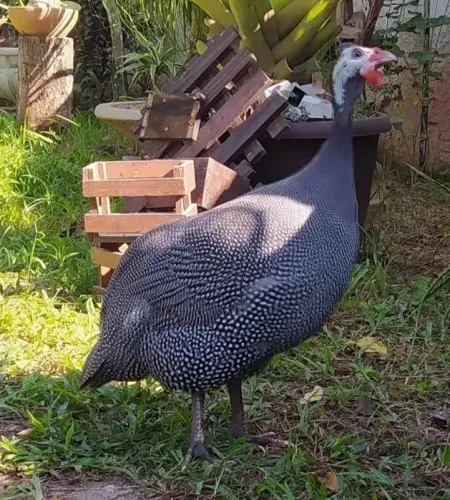 Galinha da Angola/ tô fraco