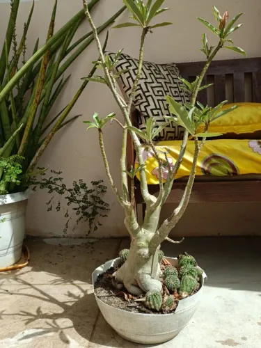 Muda rosa do deserto vermelha - 7 anos