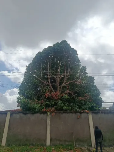 Corte e poda de árvore