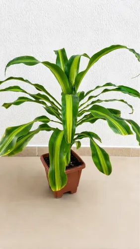 Vendo Plantas 3