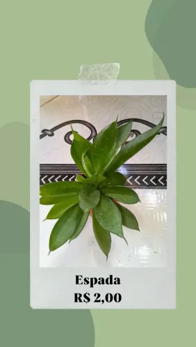 VENDE-SE PLANTAS 