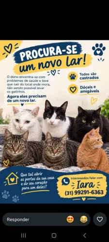 Doação gatos