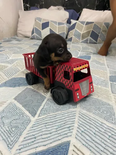 Cachorro Pincher 