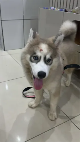 Husky siberiano