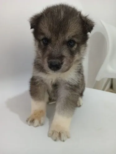 Filhote husky siberiano
