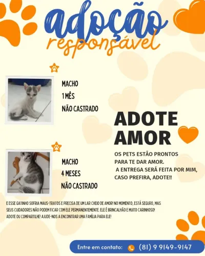 Doação de gato