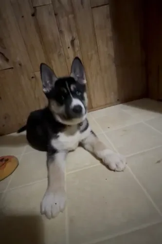 Filhotes de HUsky Siberiano | Fofura que encanta de verdade.