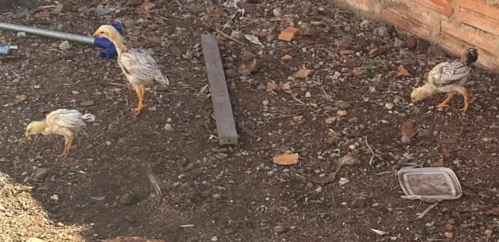 Pintinhos 