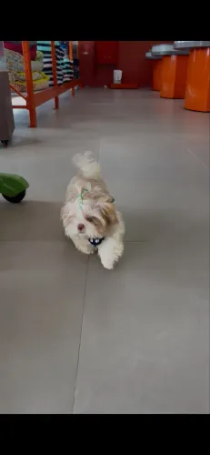 SHITZU MACHO DISPONÍVEL 