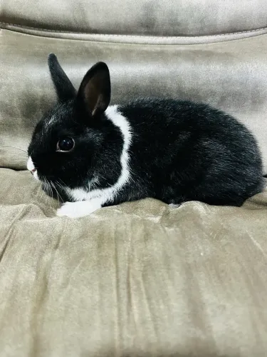 Vende se coelho mini 