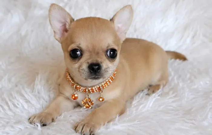 Chihuahua Fêmea pelo curto com pedigree o