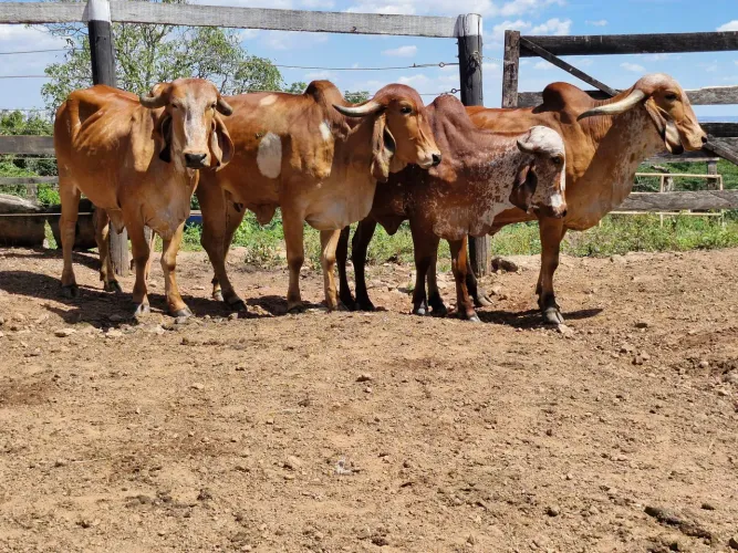 Novilhas e vacas Gir Leiteiro PO registradas