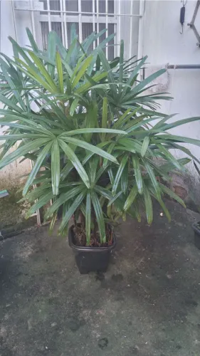 Palmeira rafis