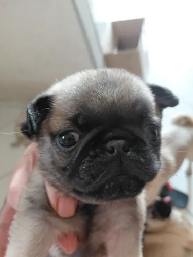 Filhote de pug