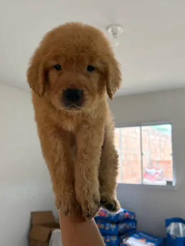 Filhotes de Golden retriever pronta entrega