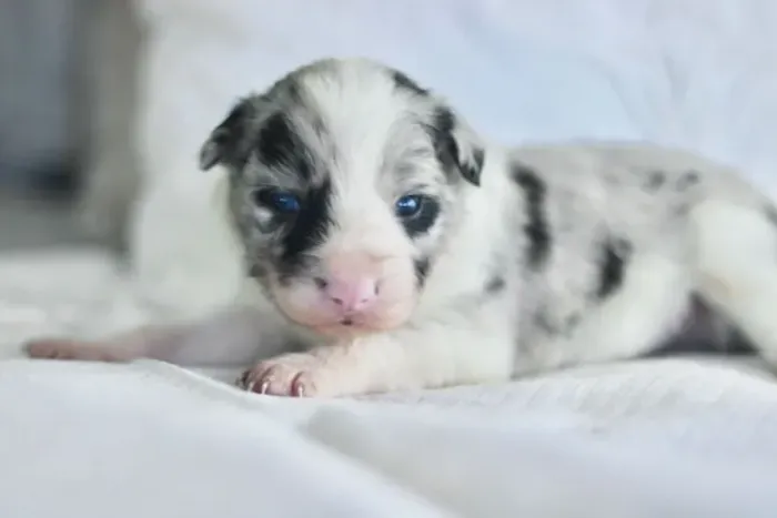 Filhotes de Border Collie | Encanto que conquista à primeira vista