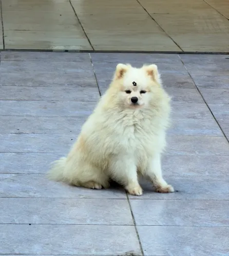 Lulu da pomerania para cruzar 