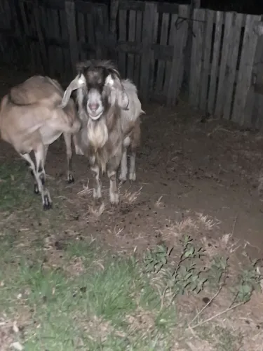 Cabrito