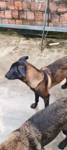 Doação pastor belga malinos 