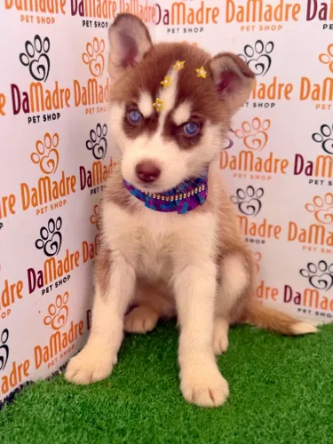 Husky Siberiano Fêmea 
