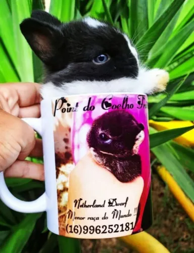 Filhote de Coelho Anão Netherland !! Menor raça do Mundo!!