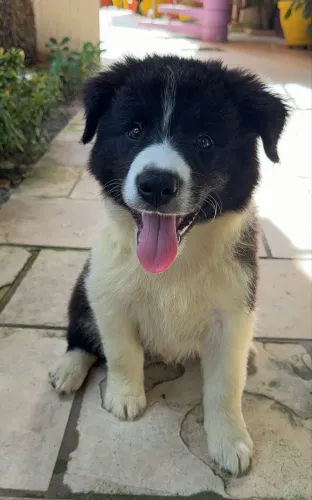 Border Collie MACHO