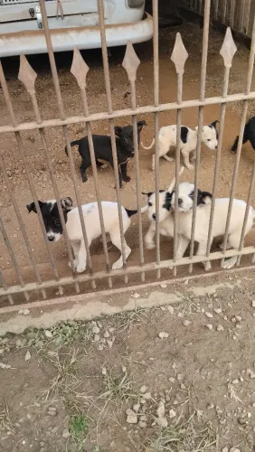 Filhotes de labrador para doação 