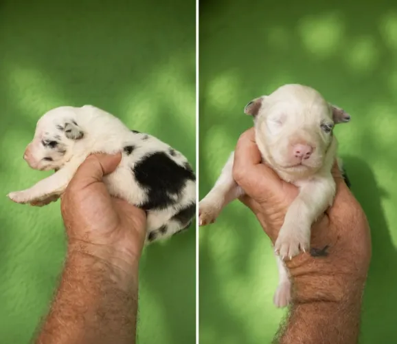 Border Collie Merle Macho