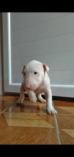 Bullterrier! Puro encanto !