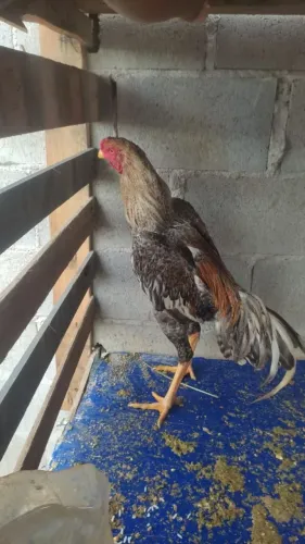 Galinha