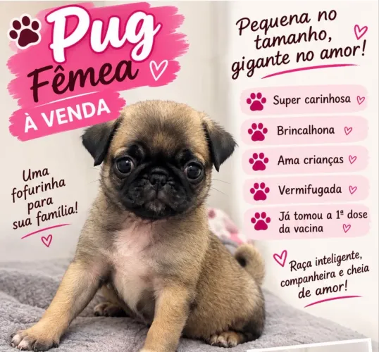 Pug fêmea