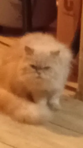 Gato persa machonho