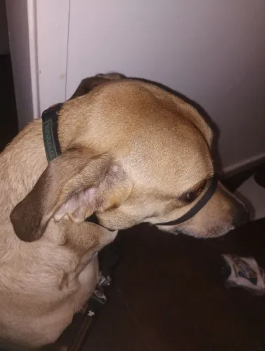 Cabresto Para Cães da Marca K9 Spirit Tamanho M