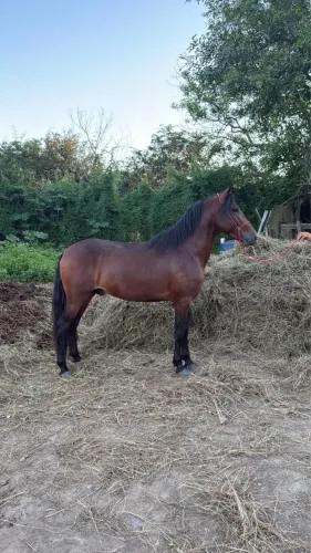 Cavalo macha batida 