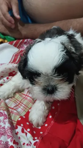 Lindo filhote disponível. Shih tzu!