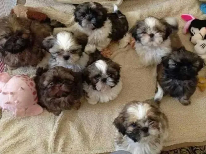 Shih tzu fofos e carinhosos