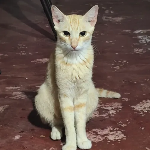 Doação gatinha fêmea dócil