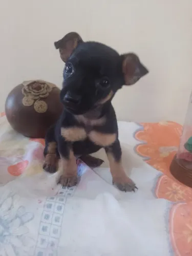 cachorros pinscher