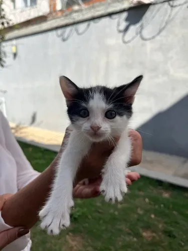 Gatinhos filhotes