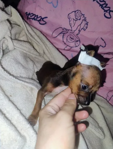 Pinscher bem miudinho , pai zero mãe 1 40 dias apenas um machinho