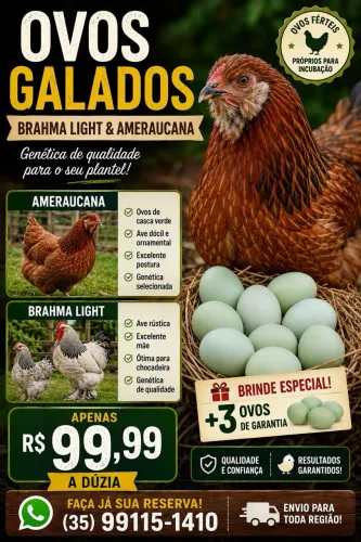 Ovos férteis (galados) Brahma e ameraucana