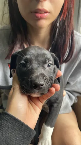 Filhotes de cachorro