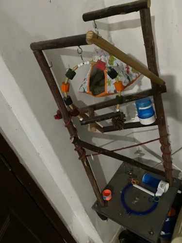 Parquinho para calopsita !